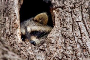 raccoon-in-tree-jill-bell
